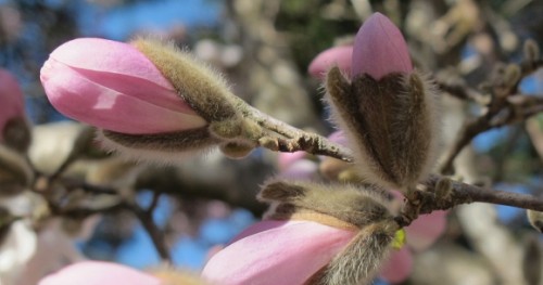Pinkish-white star magnolia blossoms bud out in Oakland, CA. Photo by BF Newhall