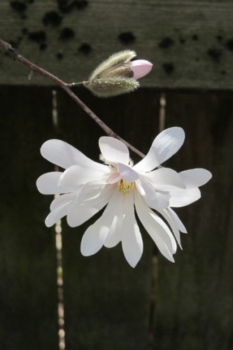 A star magnolia blossom and a bud, Oakland, CA. Photo by BF Newhall