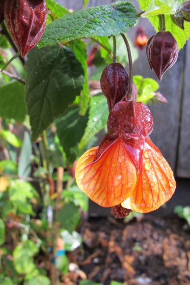 An abutilon blooms in Oakland, CA, garden. Photo by BF Newhall