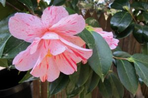 Varigated camelia blossom with foliage. Photo by BF Newhall