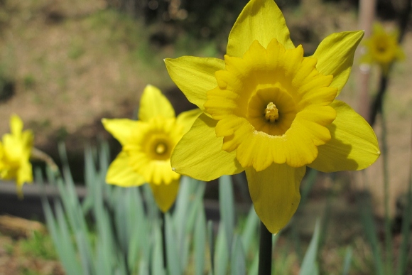 Daffodils have naturalized in an Oakland, CA, park. Photo by BF Newhall