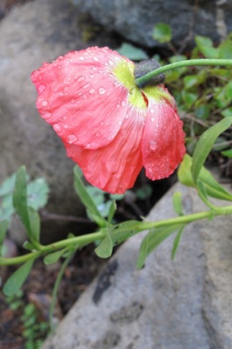 Iceland poppy blooms in an Oakland, CA, garden. Photo by BF Newhall
