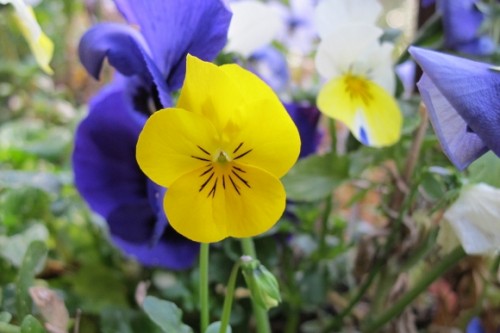 Yellow and purple pansies in March in San Francisco Bay Area.