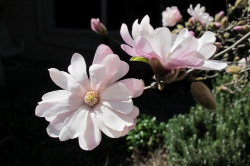 two pinkish white star magnolia blossoms. photo by BF Newhall