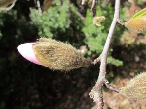 A hairy, barely open star magnolia bud. Photo by BF Newhall