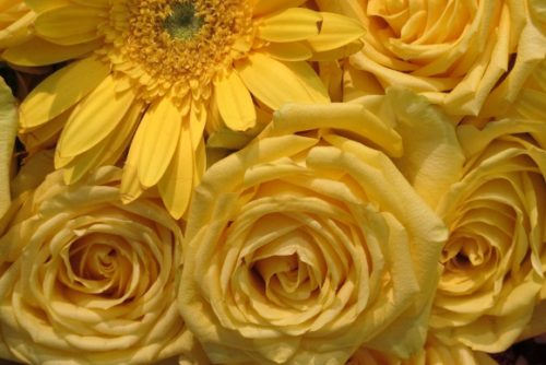 I can't take my eyes off those flowers, including this Close-up of yellow roses by Svenja Brotz of Chestnut and Vine Floral Design, Berkeley