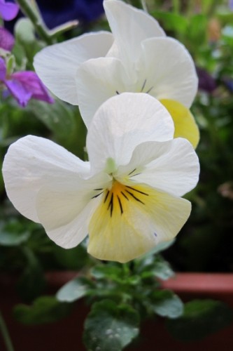 White pansy with yellow center. Photo by BF Newhall