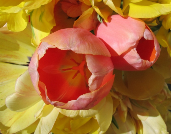 Large pink and yellow tulips, close up. Photo by BF Newhall