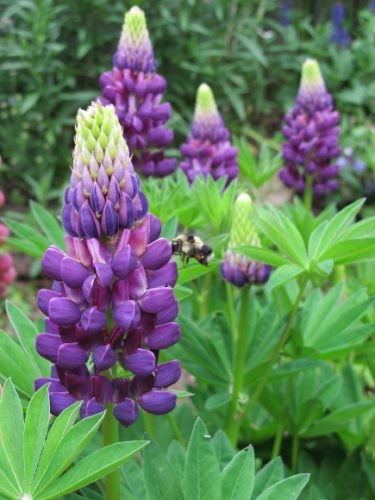 Bumblebee and lupine buds ready to become stalks of blossoms in a San Francisco Bay Area garden in May. Photo by BF Newhal