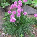 Pink armeria with blossoms growing in a San Francisco Bay Area rock garden. Photo by BF Newhall