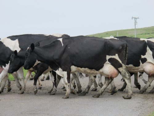 Dairy cows returning to the barn cross a public road at Point Reyes, CA. Photo by BF Newhall