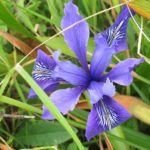 A native purple douglas iris in bloom at Chimney Rock, Point Reyes, CA. Photo by BF Newhall