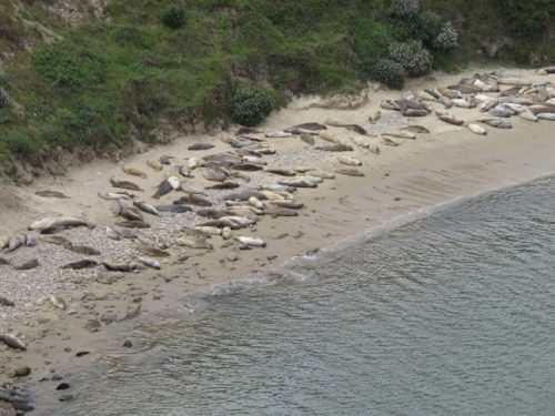 A beach at Chimney Rock, Point Reyes, CA, is covered densely with elephant seal females and pups. Photo by BF Newhall