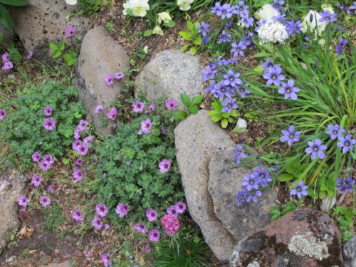 San Francisco Bay Area rock garden with geranium and blue-eyed grass tucked alongside moss rocks. Photo by BF Newhall