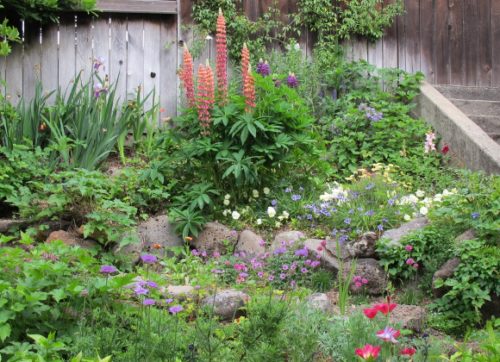 A San Francisco Bay Area garden in May with tall stalks of lupine, poppies, pansies, marguerites, and Irises. Photo by BF Newhall