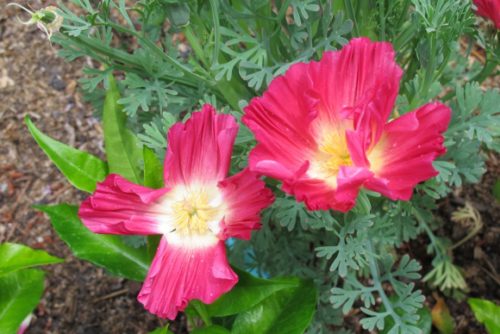 Deep rose poppy eschscholzia californica 'Rose Chiffon' blooming in May in San Francisco Bay Area garden. Photo BF Newwhall