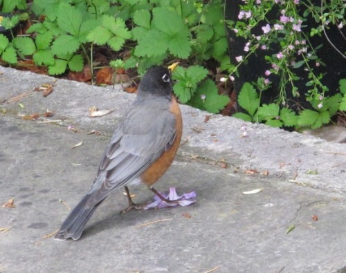 Fat robin visits a San Francisco Bay Area garden in May.