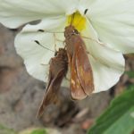 Two lepidoptera sucking nectar from a white and yellow pansy in a San Francisco Bay Area garden in May. Photo by BF Newhall