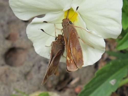 Two lepidoptera sucking nectar from a white and yellow pansy in a San Francisco Bay Area garden in May. Photo by BF Newhall