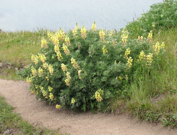 A yellow bush lupin bush, in full bloom, about six feet across at Chimney Rock, Point Reyes, California,with Drake's Bay in background. Photo by BF Newhall
