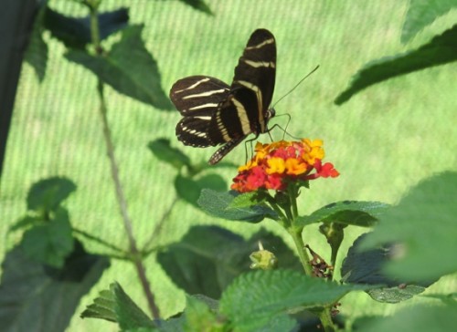 A black and cream striped butterfly lands on a bright orange blossom in the Butterfly Pavilion at the Los Angeles County Natural History Museum. Photo by BF Newhall