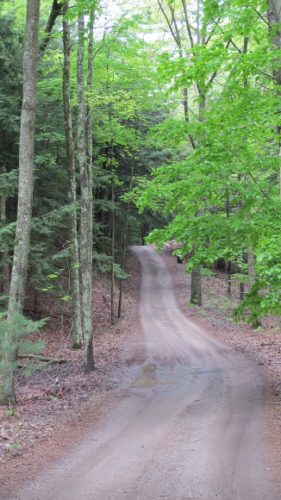 a one-lane road into the woods originated as an Indian path to Lake Michigan. Photo by BF Newhall