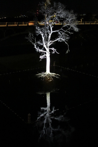 The Austin, TX, Ghost Tree, part of the Women and Their Work art installation, lit up at night over the lake. Photo by BF Newhall
