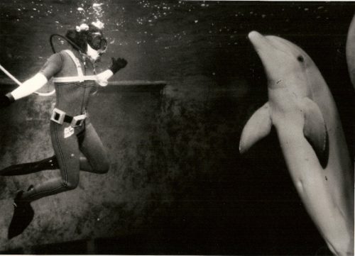 Barbara Falconer Newhall, with wetsuit, goggles and air tube, is face-to-face in the water with Spock, a bottle-nosed dolphin at Marine World, 1979. San Francisco Chronicle photo by John O'Hara