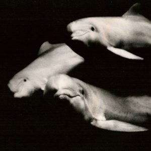 3 bottle-nosed dolphins look at camera at Marine World-Africa USA in 1979, including Spock and mate Shiloh. San Francisco Chronicle photo by John O'Hara