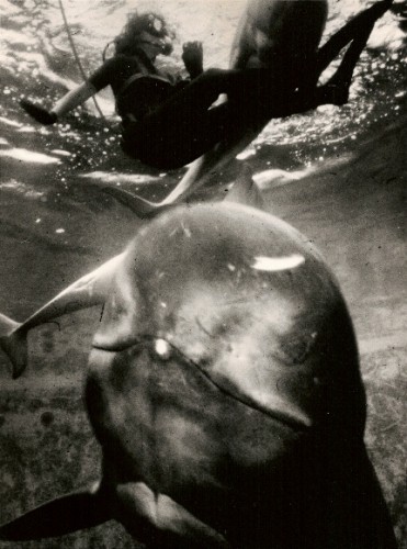 Reporter Barbara Falconer Newhall swims with Koko, pilot whale at Marine World-Africa USA, May, 1979. San Francisco Chronicle photo by John O'Hara