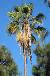 A palm tree in Southern California against a cloudless blue drought sky. Photo by BF Newhall