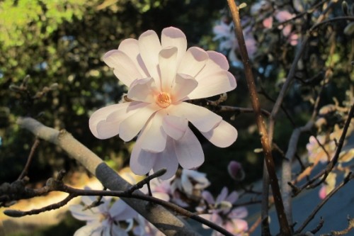 A star magnolia tree blossoms in January 2014 in California, a couple of months early because of the drought. Photo by BF Newhall