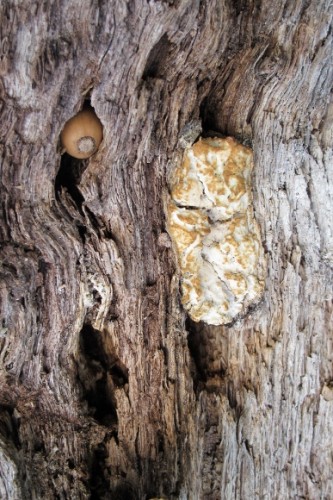A lump of fungus pooches out from a crack in a dying valley oak tree at Bishop's Ranch, Sonoma county, CA. Photo by BF Newhall