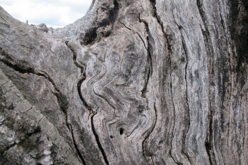 The bark has fallen off a dying valley oak tree at Bishop's Ranch, Sonoma county, CA, revealing the sun-bleached grain of the heartwood. Photo by BF Newhall