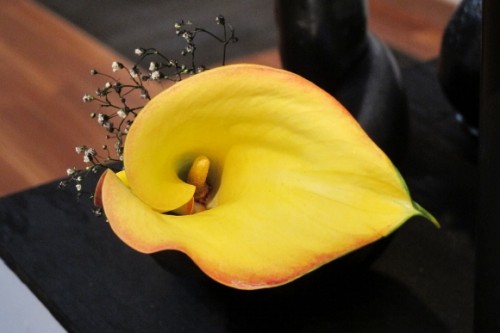A yellow cala lily, a detail of floral design by Takako Ikebana Studio for Bouquets to Art at the de Young, Photo by BF Newhall