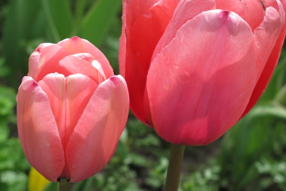 Two deep pink tulips bloom at Mountain View Cemetery, Oakland, CA. Photo by BF Newhall