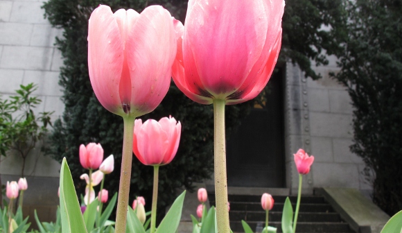looking at pink tulips just opening from the underside at Mountain View Cemetery in Oakland, CA. Photo by BF Newhall