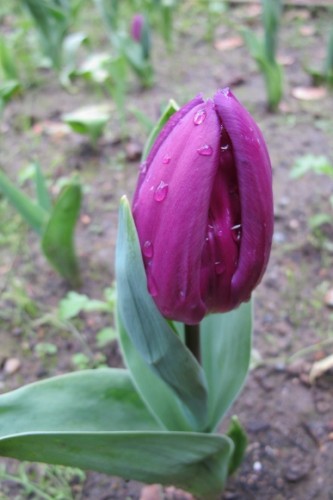 Purple tulip bud about to open at Mountain View Cemetery, Oakland, CA. Photo by BF Newhall