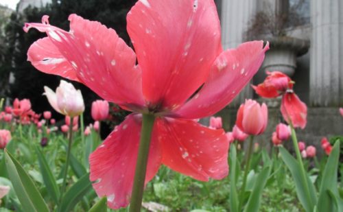 A pink tulip past its prime has been eaten by insects at Mountain View Cemetery, Oakland, CA. Photo by BF Newhall
