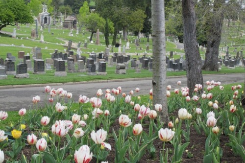 writing as if everyone I know were dead. White tulips with red streaks bloom across street from tombstones at Mountain View Cemetery, Oakland, CA. Photo by BF Newhall