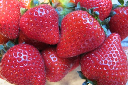 Large, red strawberries on a blue and white plate. Photo by BF Newhall