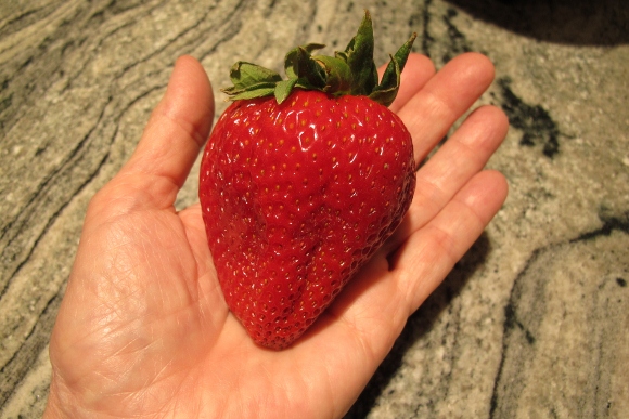 A strawberry the size of a tangerine purchased at the Safeway supermarket in California. Photo by BF Newhall