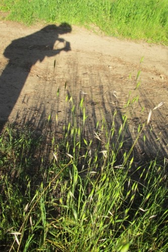 The shadow of the photographer appears along side the shadows of the grass she is photographing. Photo by BF Newhall