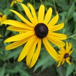 Yellow Rudbeckia blossom with a dark brown center, also known as black-eyed susan. Photo by Barbara Newhall