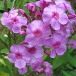 Pink and magenta Phlox blooming in a Minnesota garden. Photo by Barbara Newhall