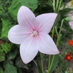 A five-petaled Platycodon (pink balloon flower) growing in a Minnesota garden in August. Photo by Barbara Newhall