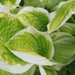 Hosta growing in a Minnesota garden in August. Photo by Barbara Newhall