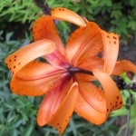 The underside of a speckled orange Lilium blossom. Photo by Barbara Newhall