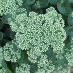 Lush Sedum tucked away in a quiet spot. Photo by Barbara Newhall