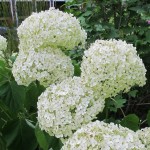 Large pom-pons of white hydrangea against dark green foliage. Photo by Barbara Newhall